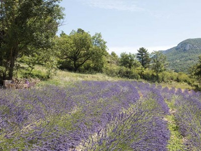 An escape to the paradise of lavender