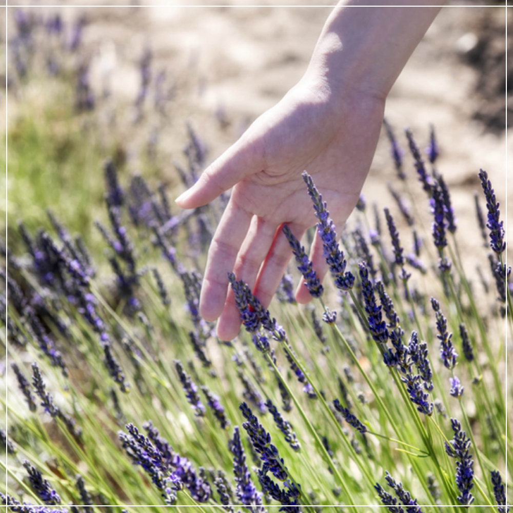 le jardin naturel coffret senteurs lavande Grignan