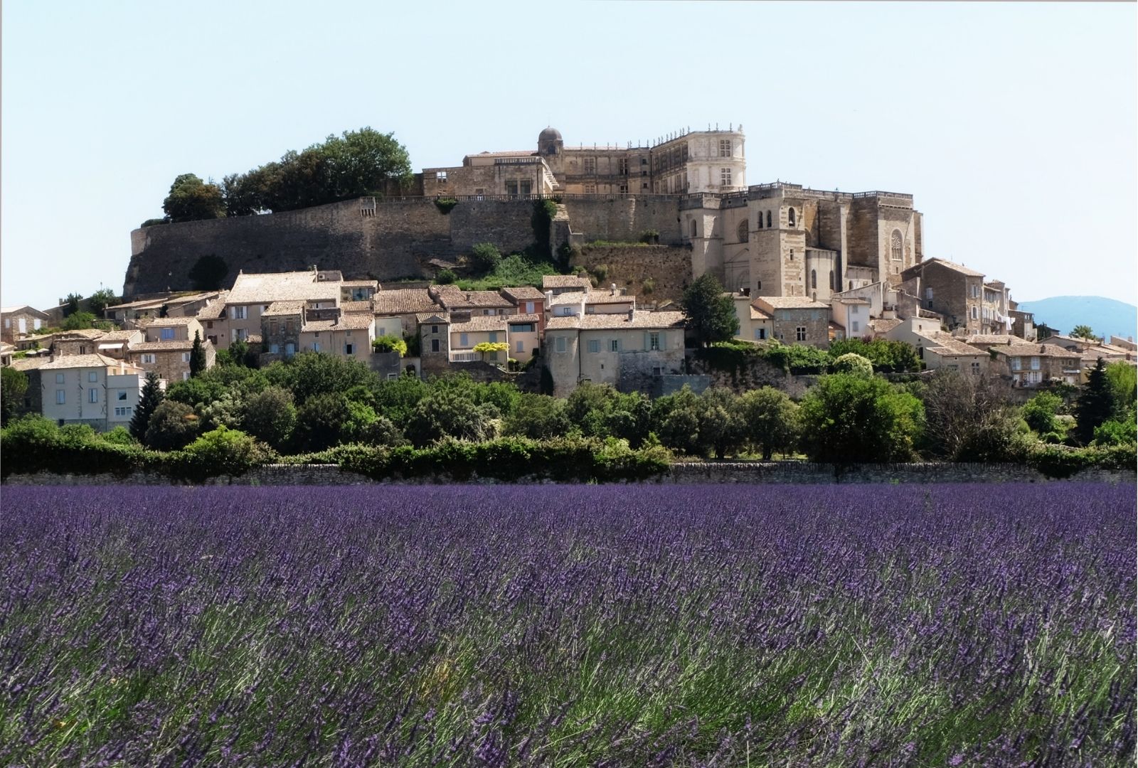 Lavande Grignan