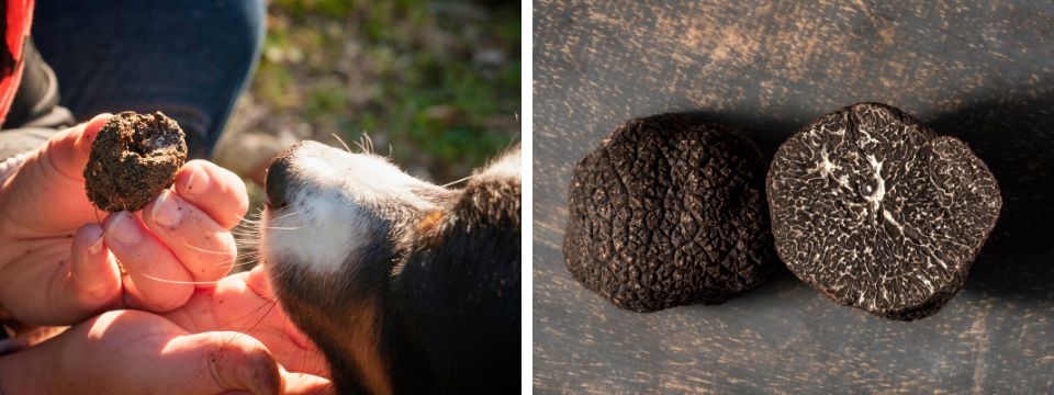 NL truffes et gourmandises déc 25 cavage week end truffe